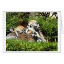 Search for lemurs cards Animals