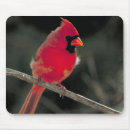 Search for cardinal electronics Redbird