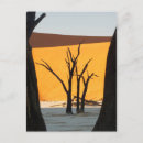 Search for namib postcards Africa