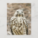 Search for cooper postcards Hawk