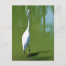 Search for egrets postcards Nature