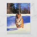 Search for snow tiger postcards Photograph