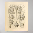 Search for marine creatures posters Ocean