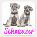 Search for miniature schnauzer stickers puppy