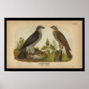 Search for goshawk Bird of prey