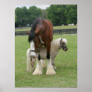Search for clydesdale horse art Breed