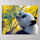 Search for panda bear posters Bamboo