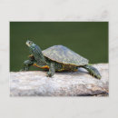 Search for turtle painting postcards Wildlife