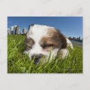 Search for dog park Nature