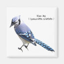 Search for blue jay magnets Wildlife