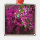 Search for growth christmas tree decorations Outdoors