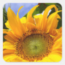 Search for sunshine sunflower stickers Sunny
