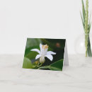 Search for orange blossom cards Flower