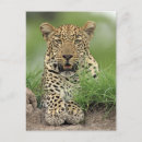 Search for pardus Nature