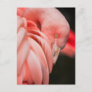 Search for flamingo picture postcards Pink