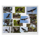 Search for eaglets Eagles