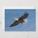 Search for eagle thank you cards Birds of prey