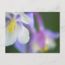 Search for closeup postcards Natural
