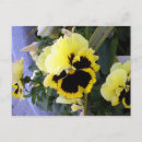 Search for pansy flower postcards Yellow