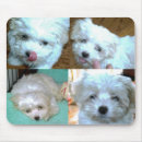 Search for maltipoo electronics Maltese
