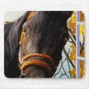 Search for thoroughbred electronics Equine