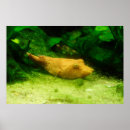 Search for cute fish posters Yellow