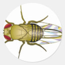 Search for drosophila Biology