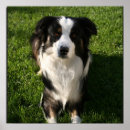 Search for australian shepherd posters Pets