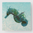 Search for seahorse clocks Underwater