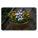 Search for viola magnets Pansies