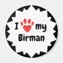 Search for birman cat Kitty