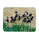 Search for bearded iris Purple