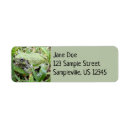 Search for treefrogs Nature