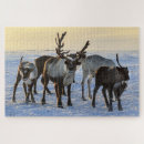 Search for reindeer puzzles Wildlife