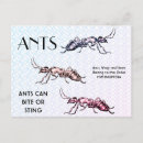 Search for creepy crawlies postcards Bugs