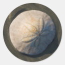 Search for dollar stickers Seashell