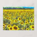 Search for van gogh sunflower postcards Impressionism