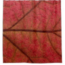 Search for scale leaf photography Plant