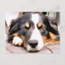 Search for border collie postcards Collies