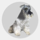 Search for mini schnauzer stickers Puppy