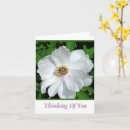Search for blank cards Thinking of you