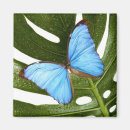 Search for morpho magnets Wildlife