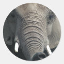 Search for elephant trunk stickers Wildlife