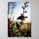 Search for tui posters New zealand