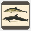 Search for mammals stickers Dolphins