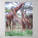 Search for giraffa posters Tree