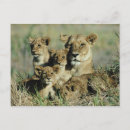 Search for okavango postcards Horizontal