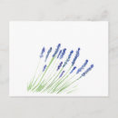 Search for lavender watercolor postcards Flowers
