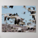 Search for bosque del apache art Goose