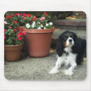 Search for cavalier king charles Animals